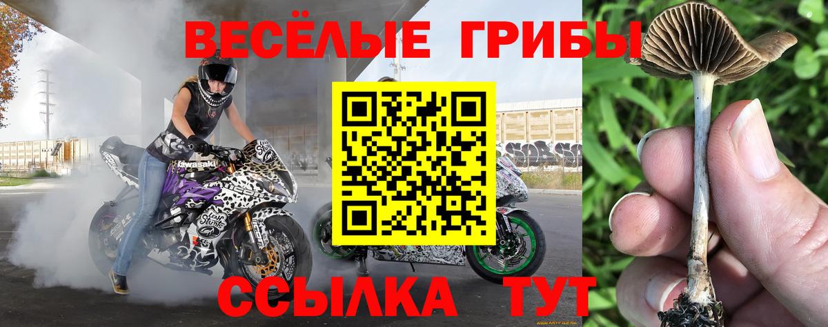 Галлюциногенные грибы Psilocybine cubensis Костомукша